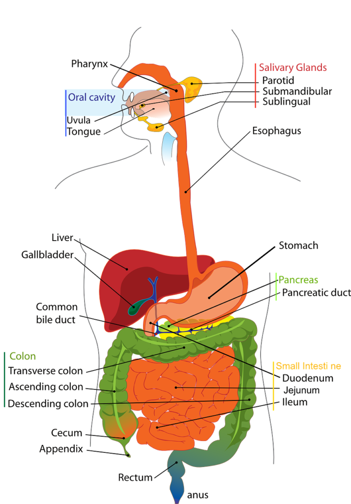 do whipple patients need b12 injections Best Hospital for Procedure in Hyderabad Nutrition Guidelines Following a Whipple